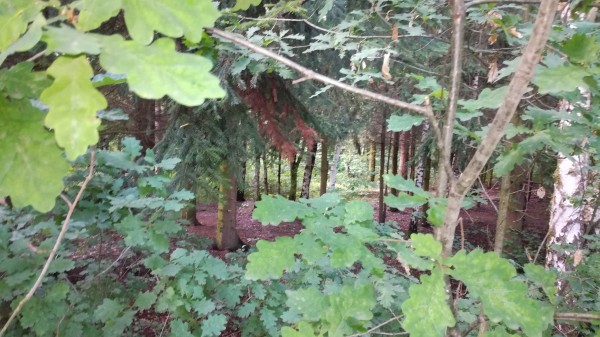 Revitalizace plochy mezi dolní částí ulice Lesní a MŠ v ulici Zahradní. Vybudování areálu víceúčelového a vícegeneračního hřiště.